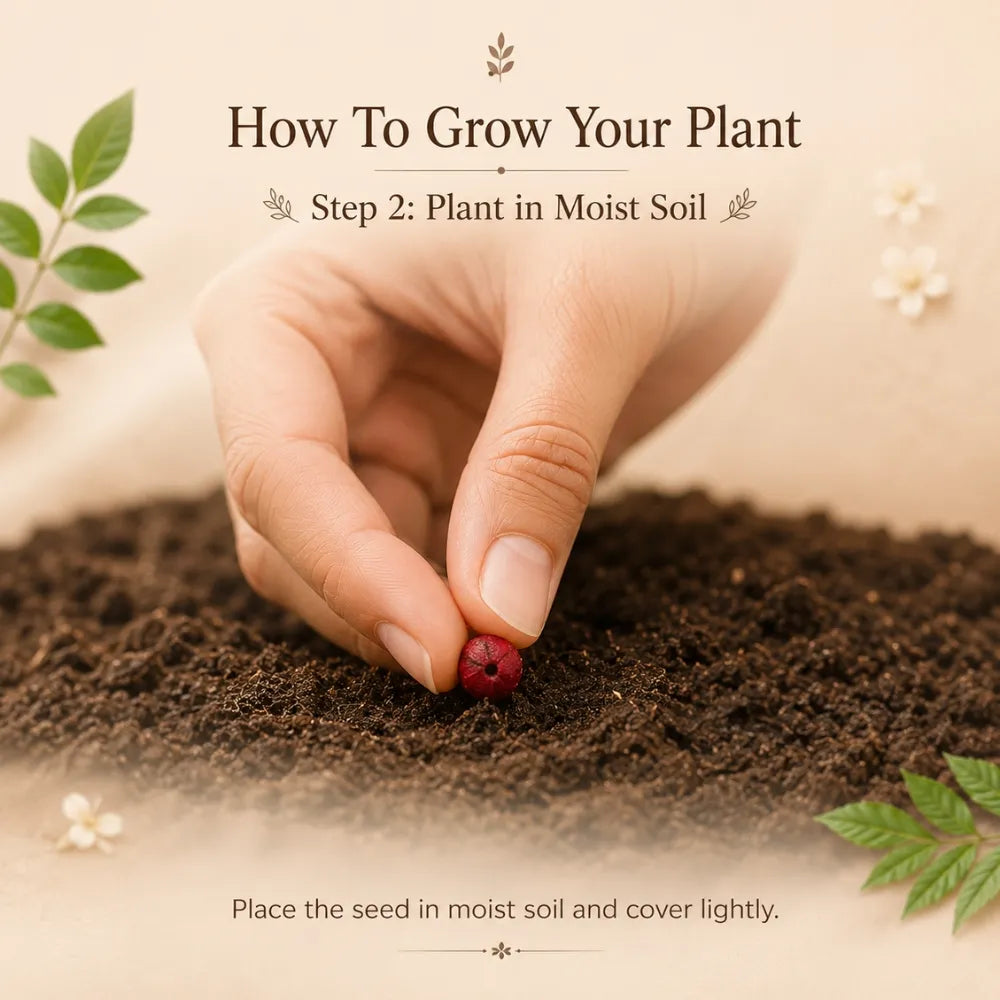 Eco-Friendly Plantable Rakhi | A Gift That Grows