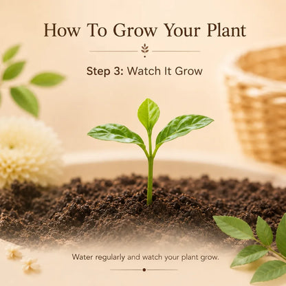 Eco-Friendly Plantable Rakhi | A Gift That Grows